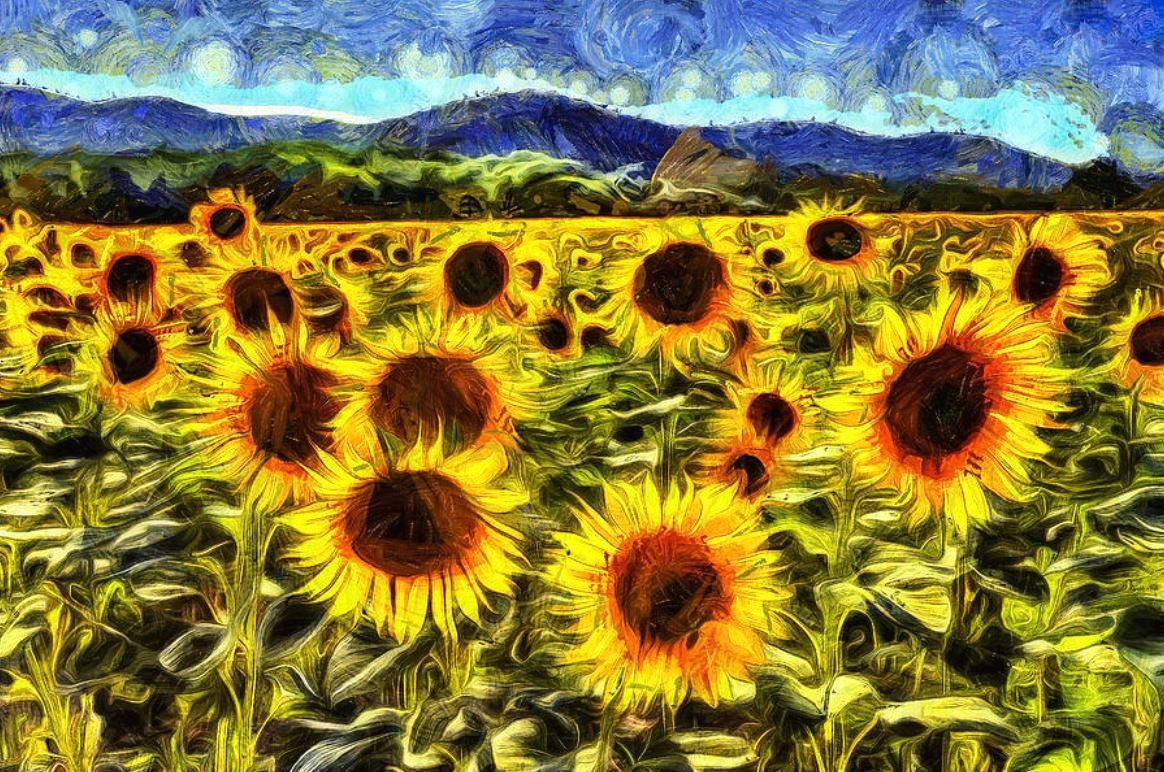Sunflower Field - enlarge